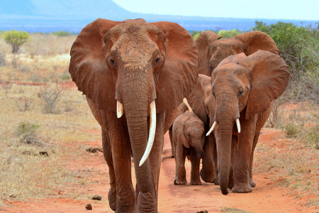 Big 5 Safari.jpg