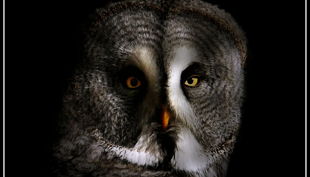 tiergarten nürnberg bartkauz derlandschaftszoo beckmannuwe