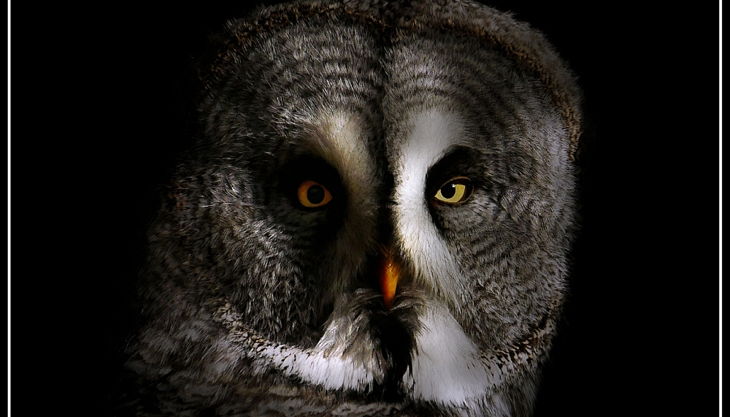 tiergarten nürnberg bartkauz derlandschaftszoo beckmannuwe