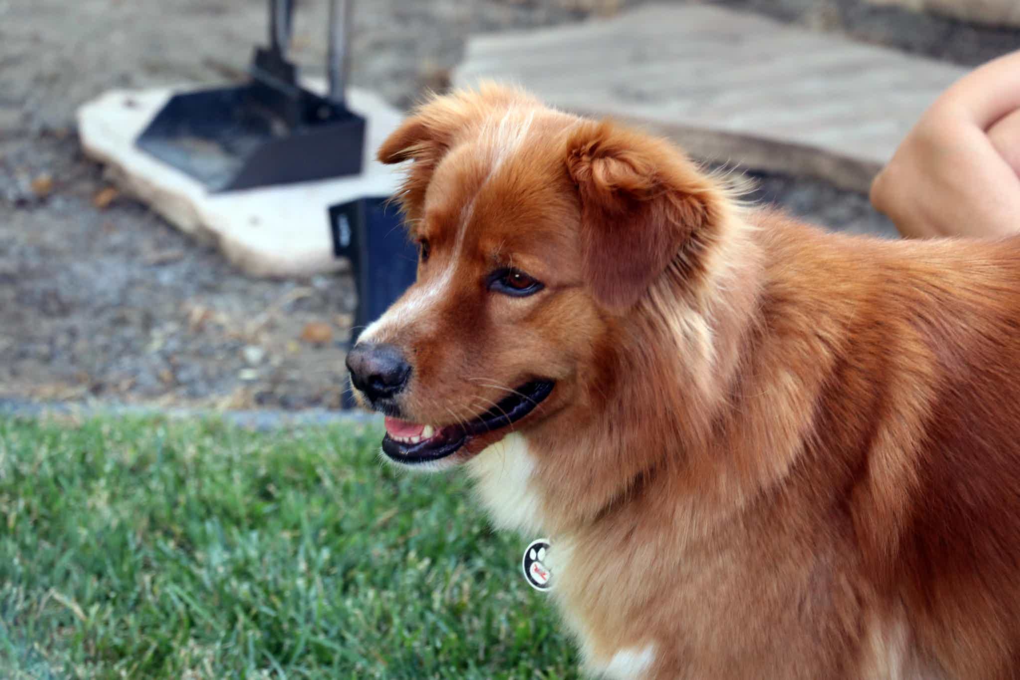 Henry The Dog who Plays Nuzzles, the money-shedding dog in Furry Fortune
