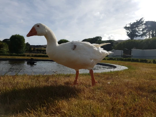 Thomas the Goose grazing near a pool of water.