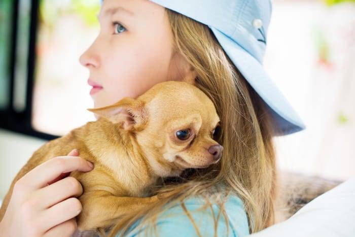 chihuahua heart failure