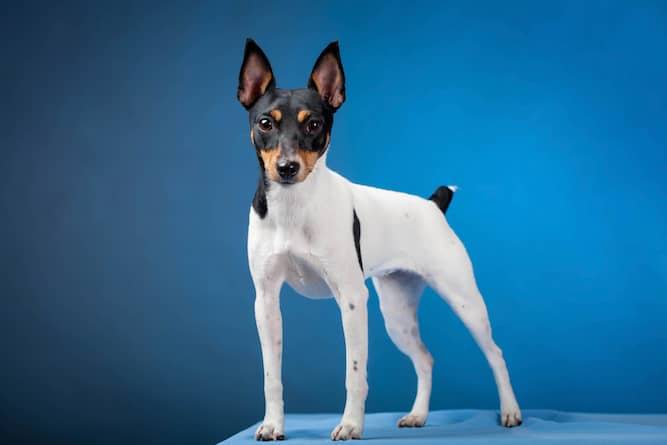 wire haired fox terrier chihuahua mix
