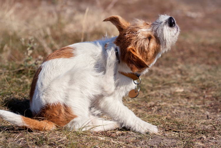 how much liquid benadryl for my dog