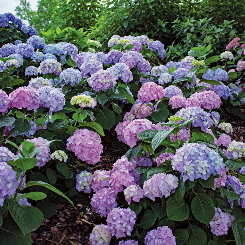 Pink, purple, & blue bigleaf hydrangea flowers