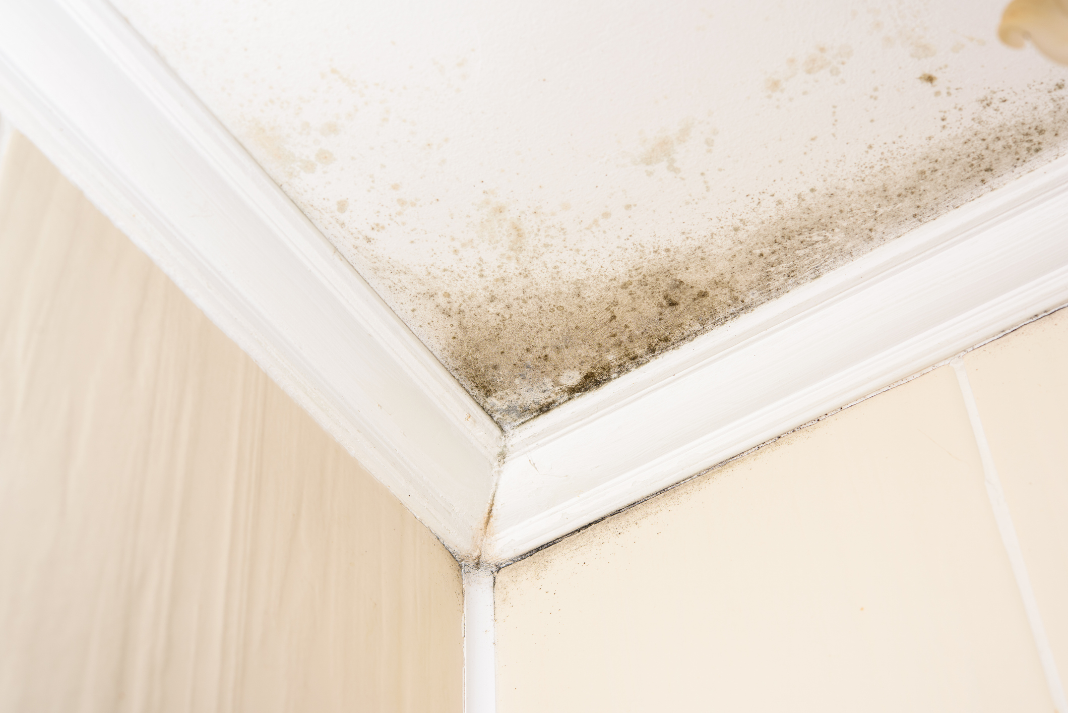 Black Mold vs. Mildew: How to Tell, Symptoms, and What To Do