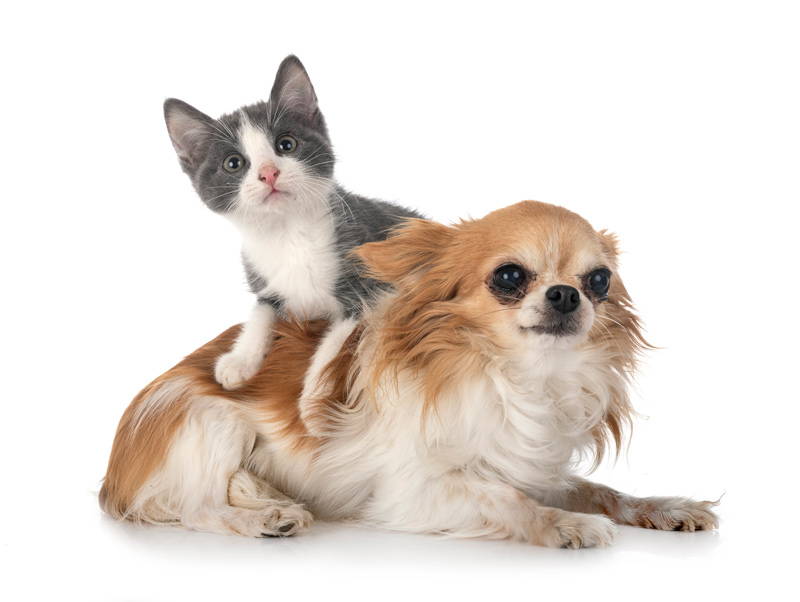 cat and chihuahua