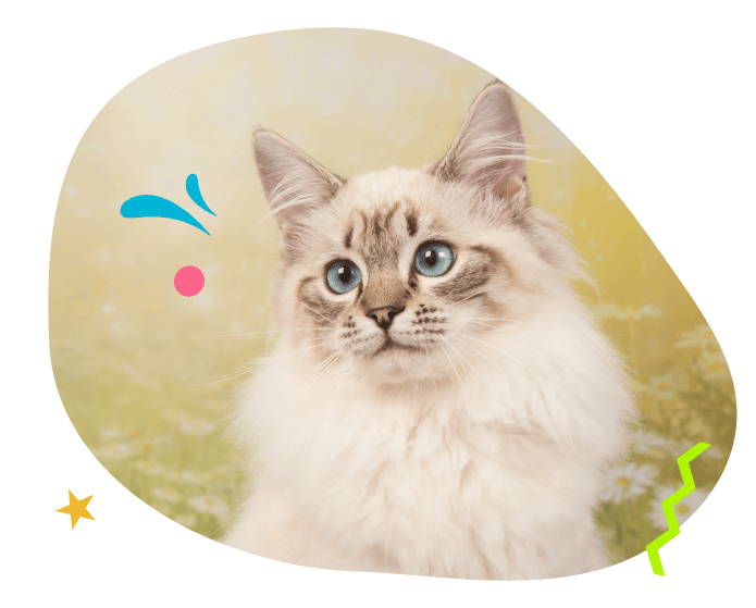 gato rag doll