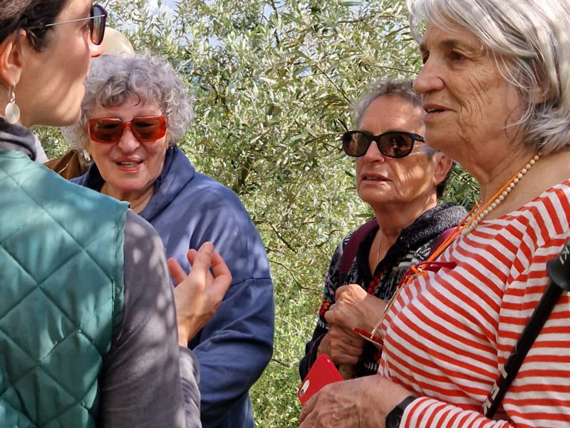 Food & Wine Tours Lucca: Walk in the olive grove and brunch