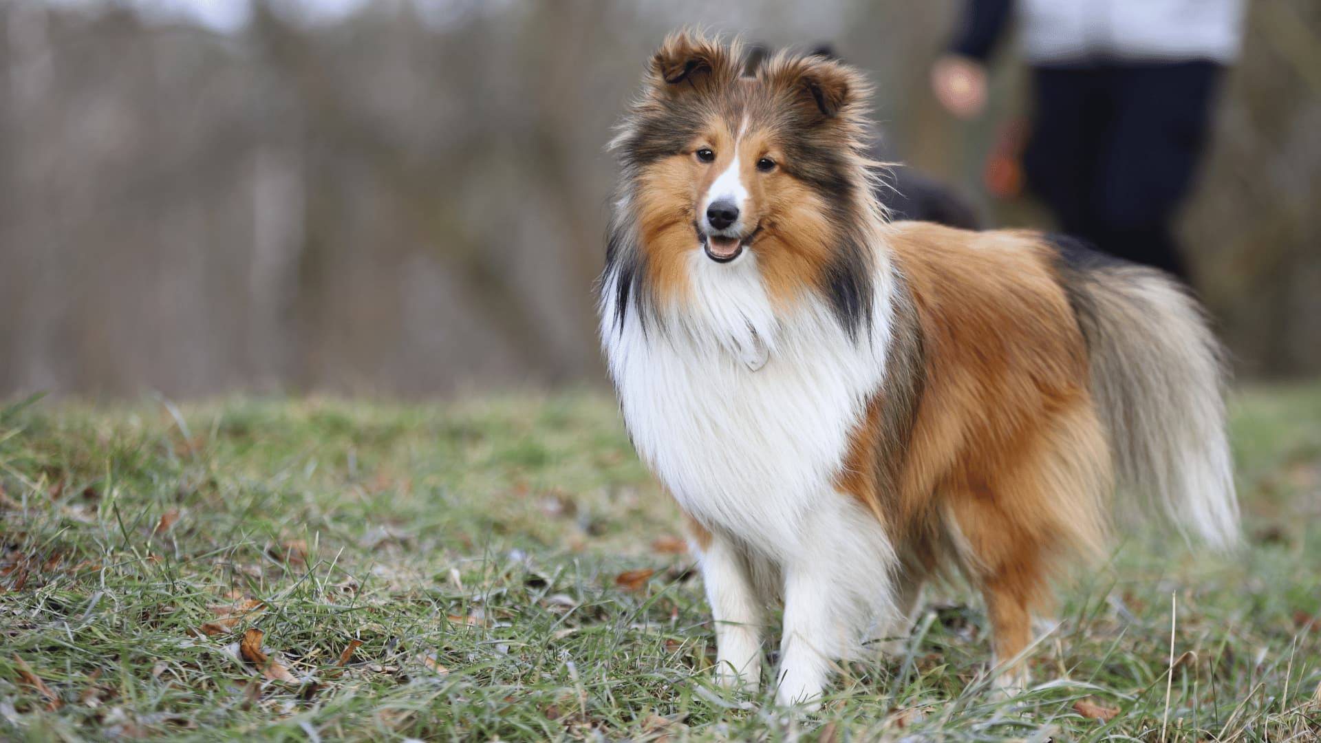 Glücklicher Hund