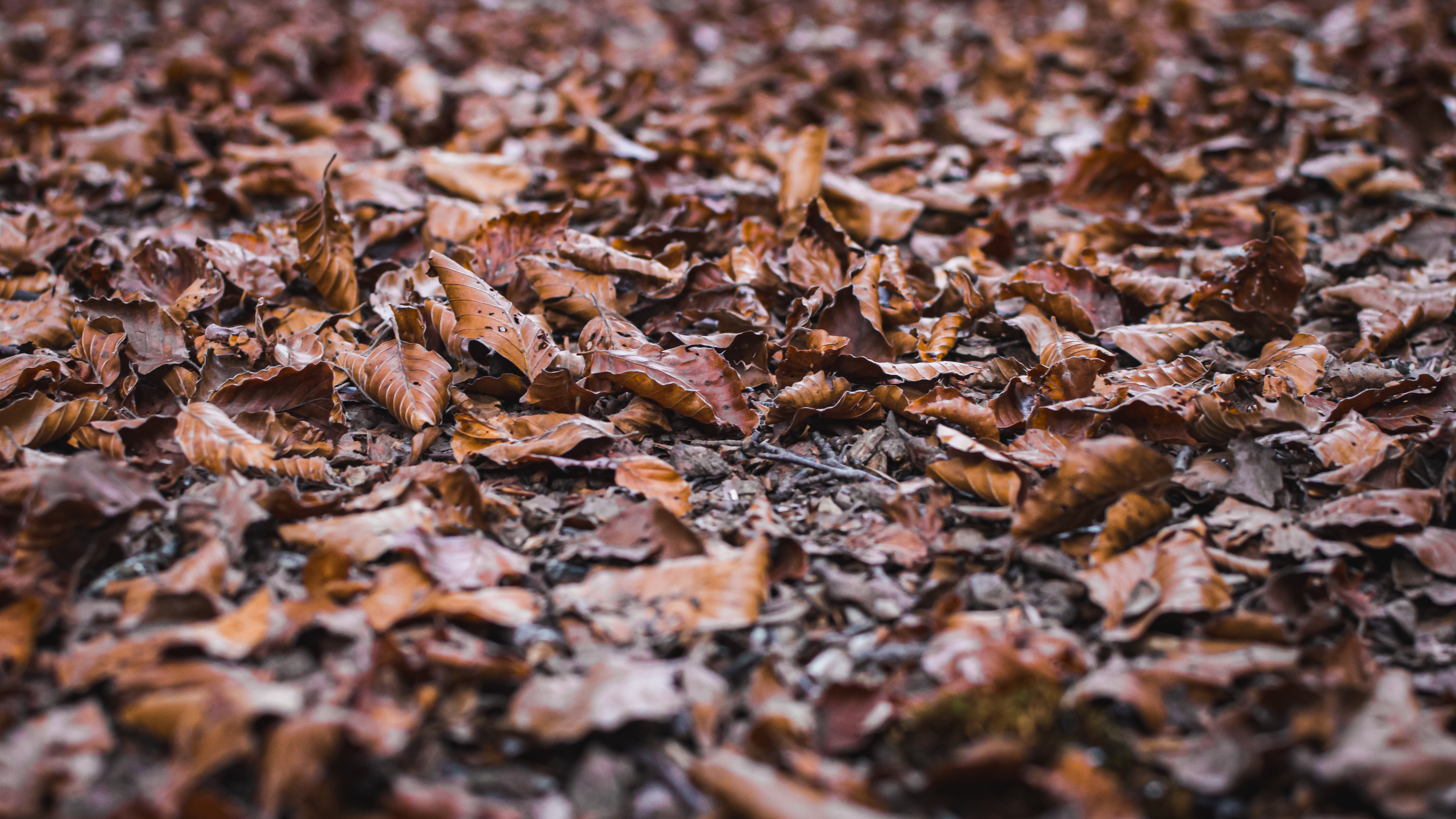 Muddy leaves on a garden floor