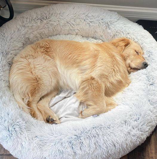 Cama para perro
