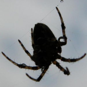 riidom Avatar