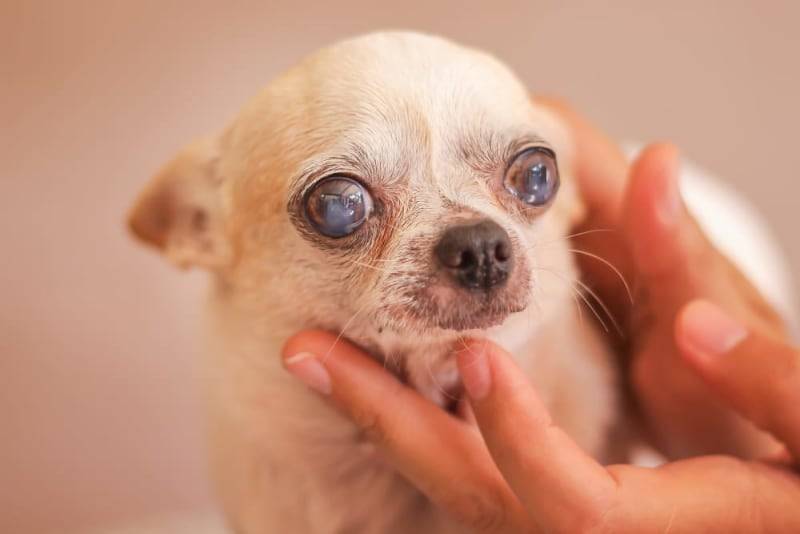 cataracts in chihuahuas