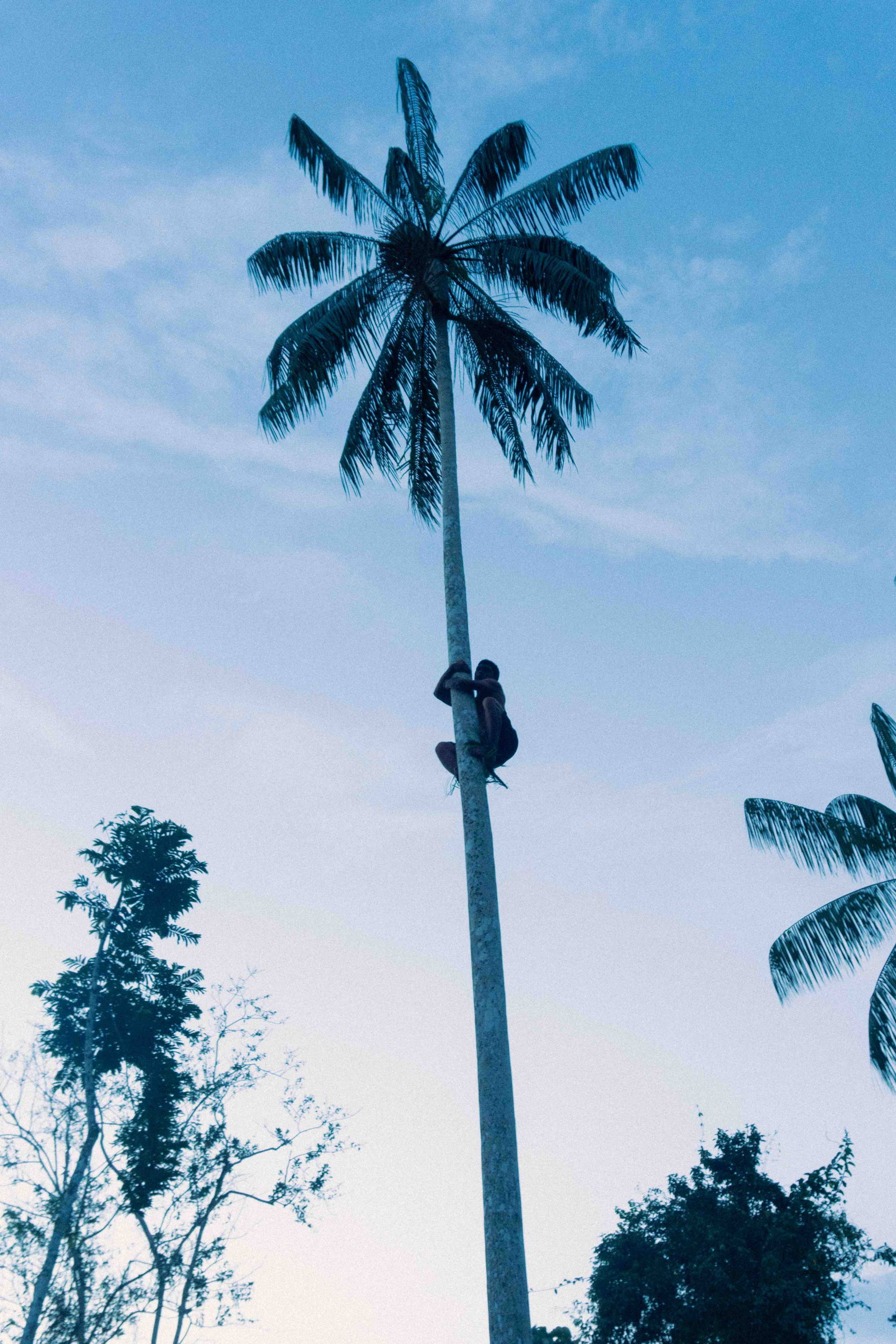Yawanawá community member climbs an ácaí palm tree 