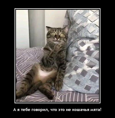 А я тебе говорил, что это не кошачья мята!