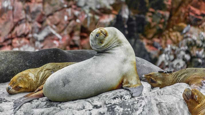 Visitors can take boat tours around the Ballestas Islands, navigating through the rich waters to witness the diverse marine life, including dolphins and fur seals