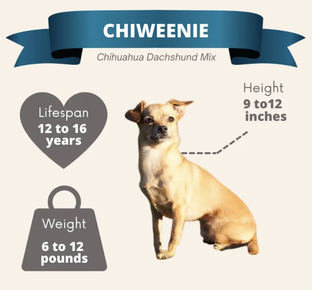 everything about chihuahuas