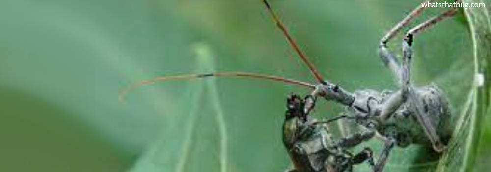 japanese beetle eaten by wheel bug
