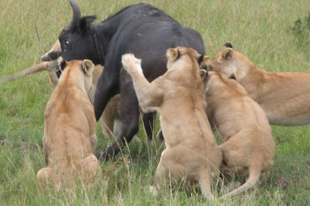 Masai Mara Wildbeest migration Safari3.jpg