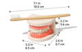 Montessori Brushing Teeth dimensions.