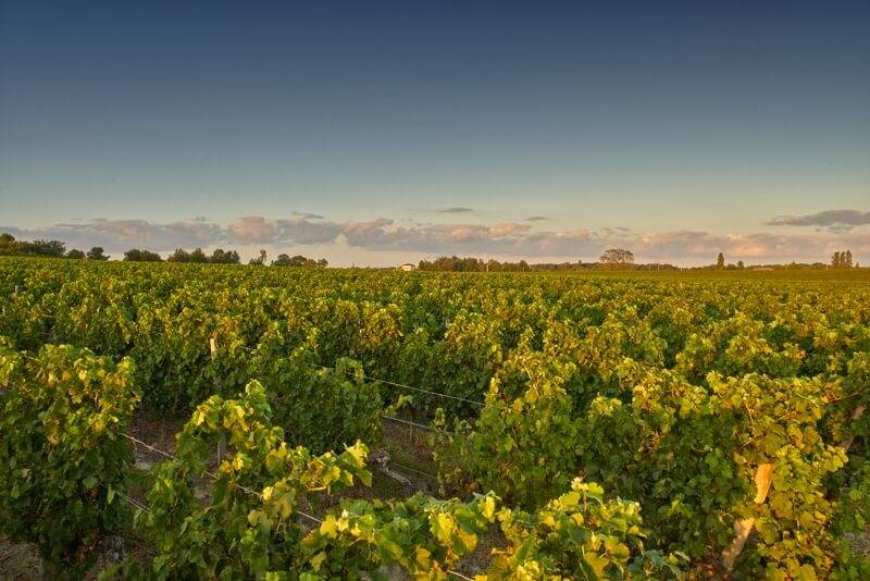 Picture of the vineyard from Chateau Puybarbe