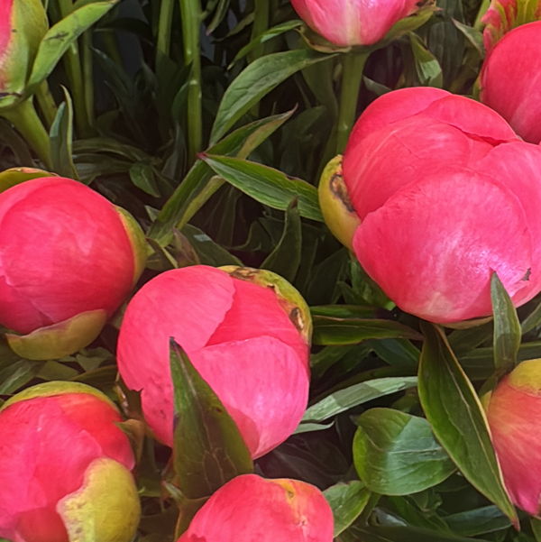 pivoine-coral-charm