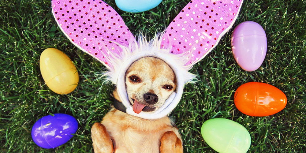 Dog Easter Egg Hunt promotional image