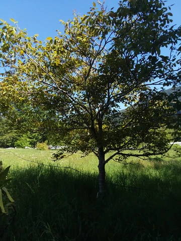 Structural Pruning on Walnuts