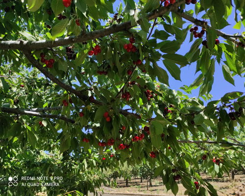 Tour enogastronomici Nicolosi: Raccolta di ciliegie e degustazione ai piedi dell'Etna