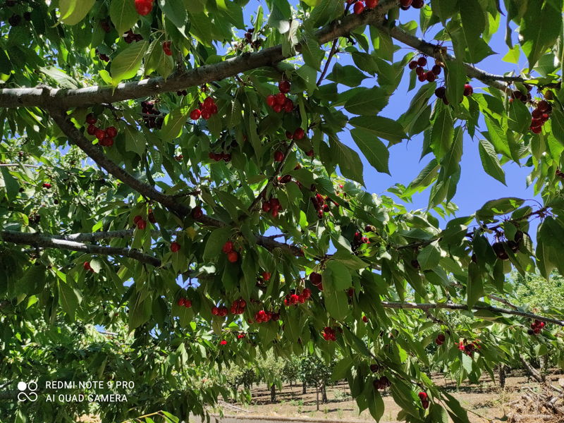 Food & Wine Tours Nicolosi: Cherry picking and tasting at the foot of Mount Etna