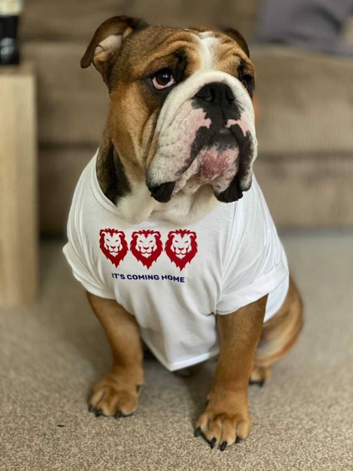 Bull dog wearing England tshirt