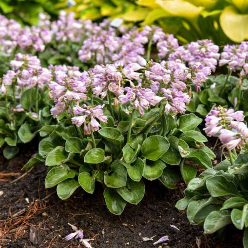 Lavender purple flowers on small hosta plant