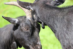 wildpark reuschenberg ziegen
