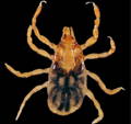 rocky mountain wood tick nymph picture