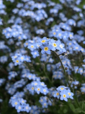Forget-me-Not flowers 