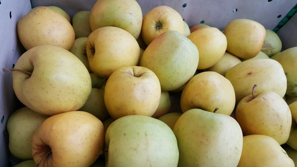 pomme-golden-ii