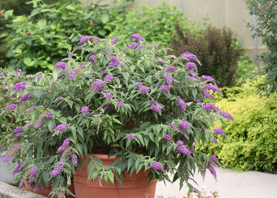 A vibrant purple butterfly bush growing in a large terracotta pot