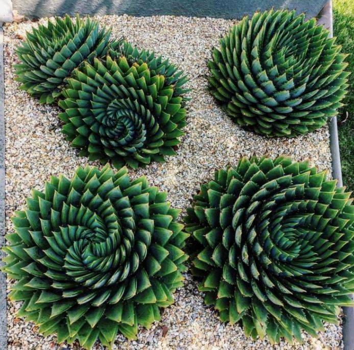 Top 8 Rarest Succulents in the World  Bumble Plants