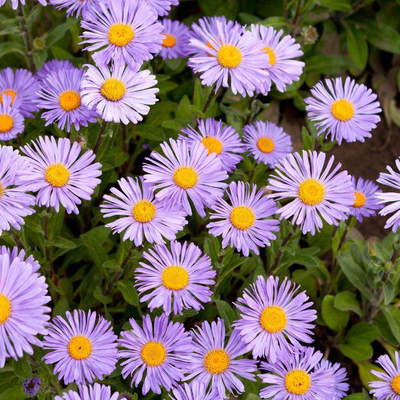 Sweet daisy-like aster flowers with purple petals and yellow centers