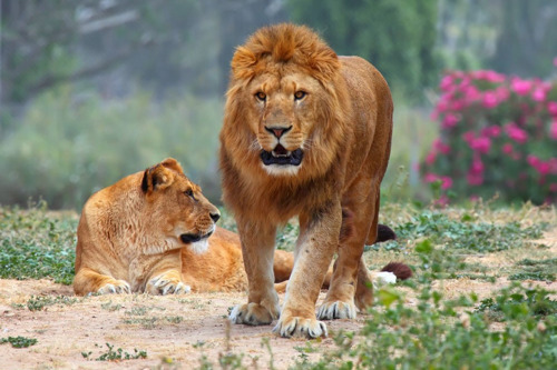 Зоологический парк Сафари — удовольствие для взрослых, восторг для детей