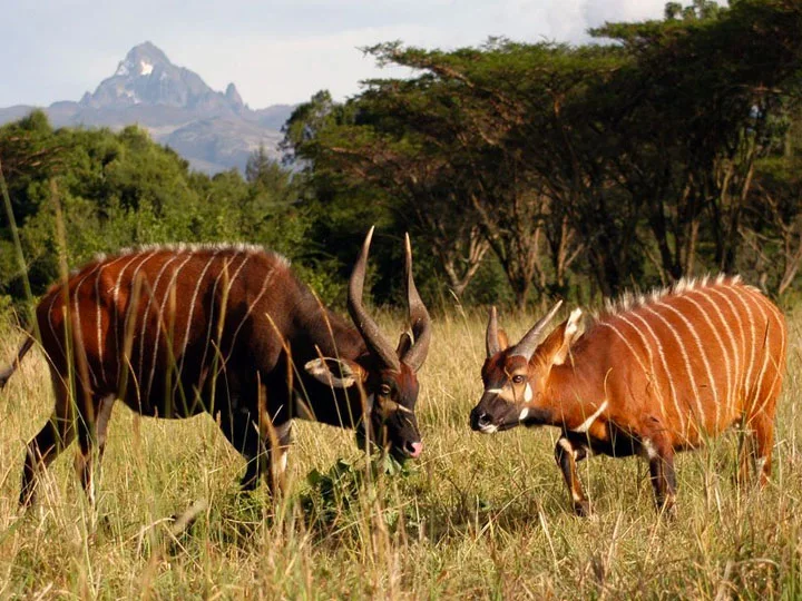 Ol Pejeta Conservancy & Samburu Game Reserve Safari