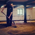 Ouvrier travaillant dans les Malting Floors pour la germination de l'orge dans la distillerie Bowmore sur l'île d'Islay dans les Hébrides intérieures d'Ecosse