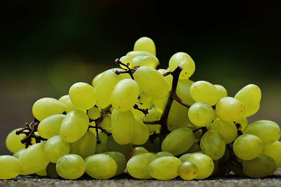  Civitanova Marche
- grapes-1727375_1280.jpg