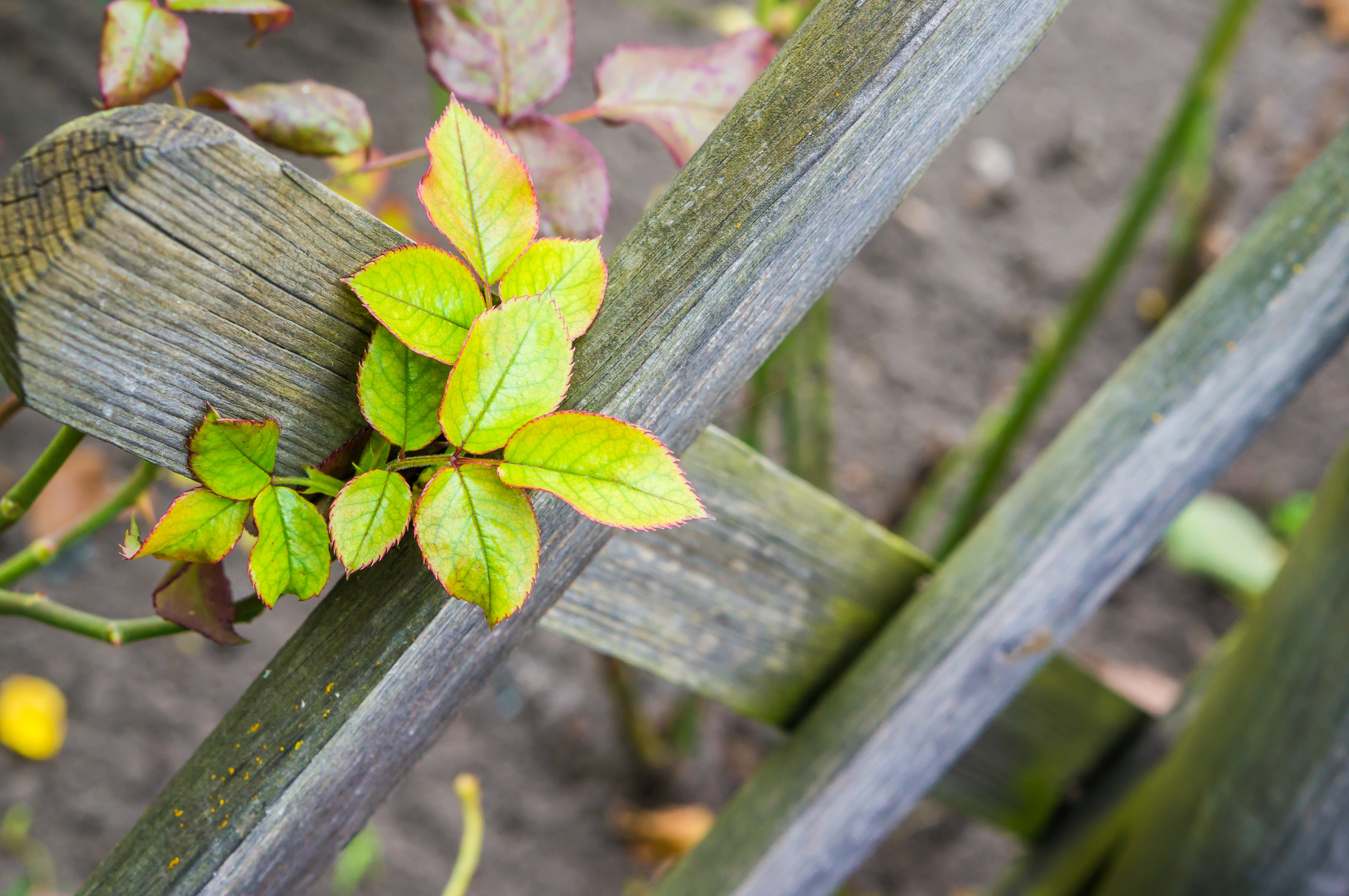 Garden trellis with vining plant