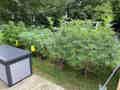 Outdoor cannabis plants trained on a trellis net and planted on the ground