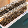 honeybee-hive-inside-view-frames