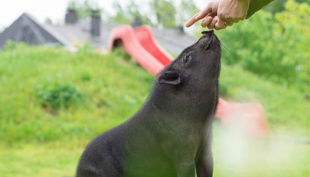 hof elverich schwein