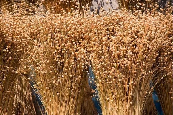 Flax Vs. Linen: What Is the Difference?