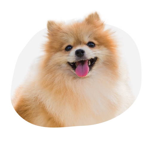 Categoría Perros